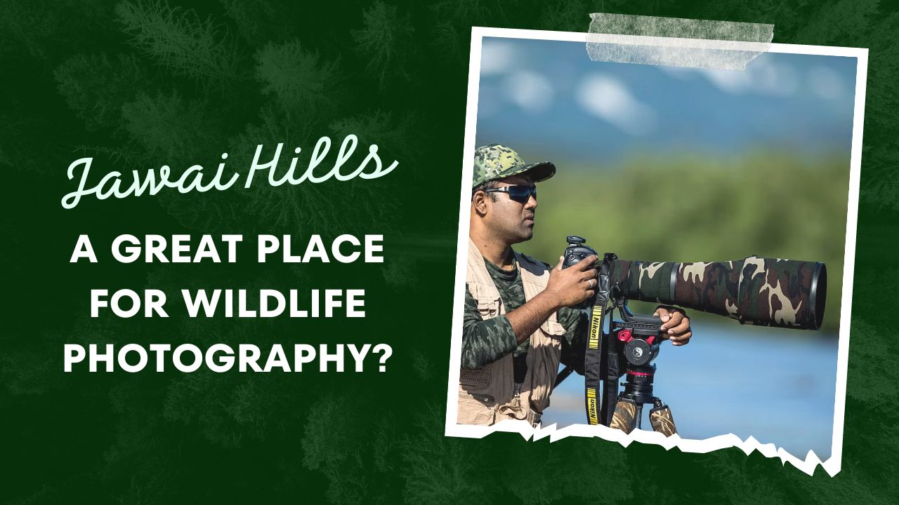 Jawai Hills A Great Place For Wildlife Photography