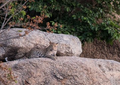 Leopard jawai jungle safari