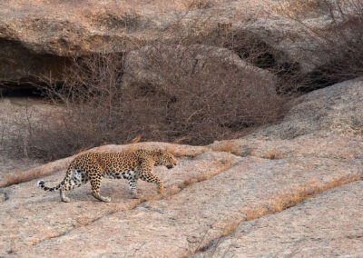 Leopard in Jawai jungle Safari