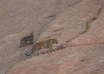 Leopard in Jawai Jungle Safari