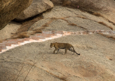 Leopard Jawai Safari