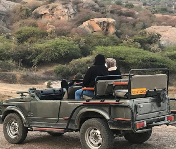 Jawai Jungle Safari Jeep Tour