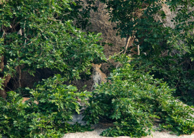 Leopards at Jawai Leopard Safari