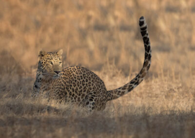 Leopards at Jawai Jungle Safari