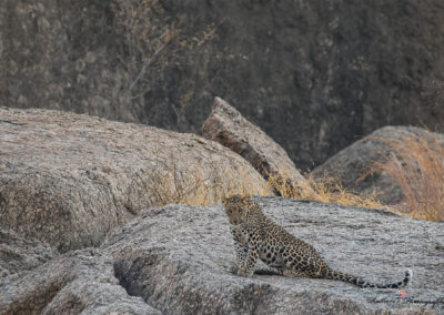 Leopard at Jawai Jungle Safari