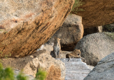 Leopards at Jawai Safari