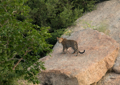 Leopards at Jawai Safari