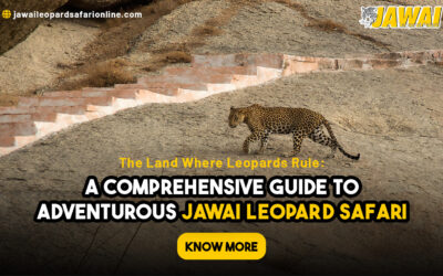 The Land Where Leopards Rule: A Comprehensive Guide to Adventurous Jawai Leopard Safari