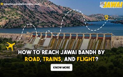 How to Reach Jawai Bandh by Road, Trains, and Flight?