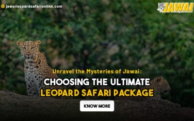 Unravel the Mysteries of Jawai: Choosing the Ultimate Leopard Safari Package