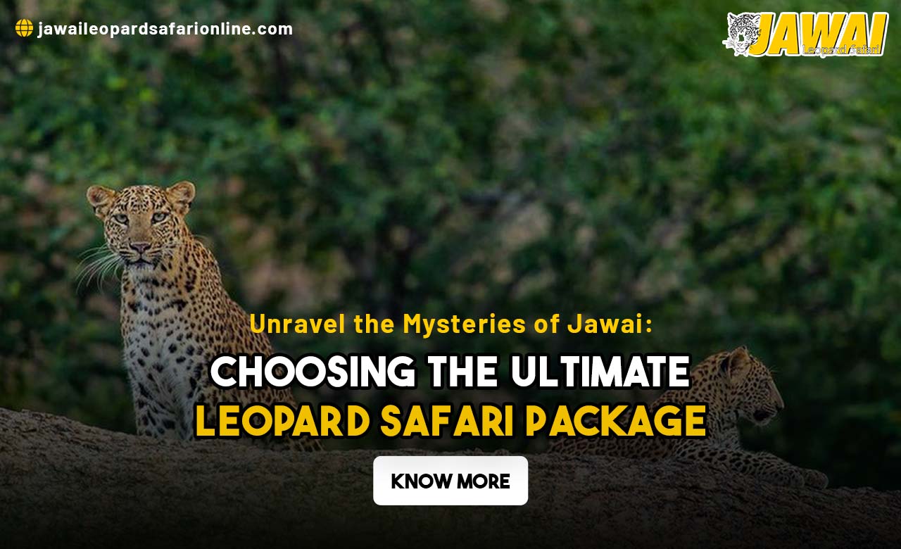 Jawai Leopard Safari Tour Package